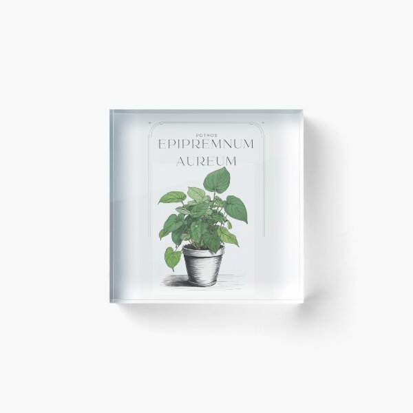 Item preview, Botanical Epipremnum aureum pothos in  pot rustic sketch by CallisC Arts ⭐⭐⭐⭐⭐ designed and sold by CallisC-Arts.