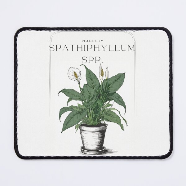 Item preview, Botanical Spathiphyllum Peace Lily in pot rustic sketch by CallisC Arts ⭐⭐⭐⭐⭐ designed and sold by CallisC-Arts.