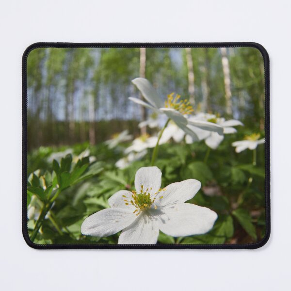 Item preview, Wood Anemone forest 2024 designed and sold by Jouko Lehto Photography.