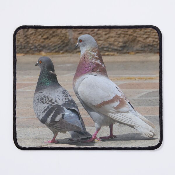 Item preview, Pigeon couple designed and sold by ChicVoyagePics.