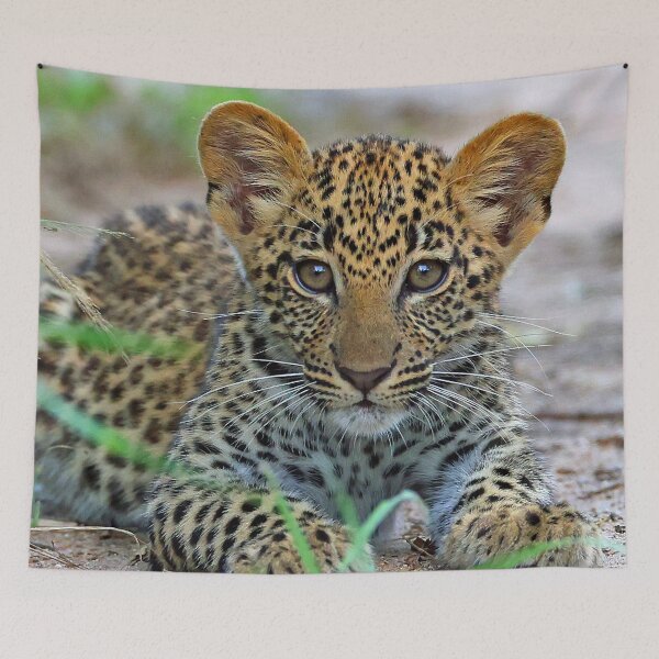 Item preview, 3 MONTH OLD LEOPARD CUB designed and sold by Anthony Goldman.