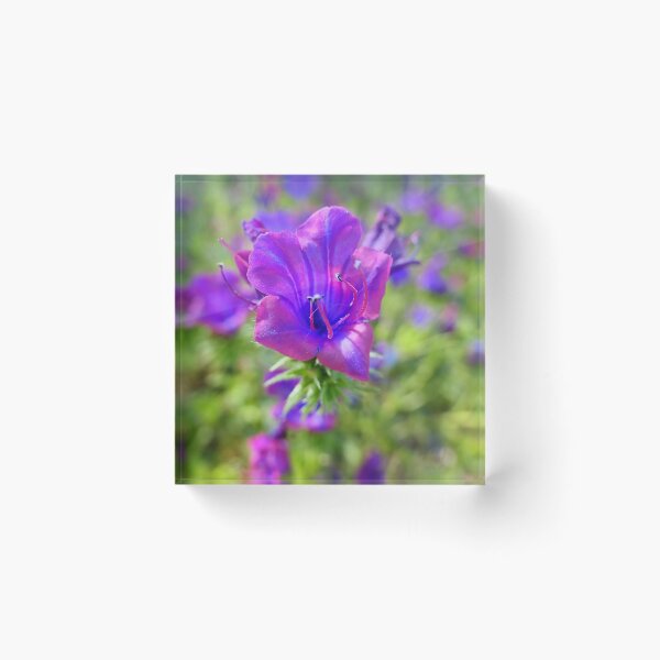 Item preview, Violet-blue splendor designed and sold by ChicVoyagePics.