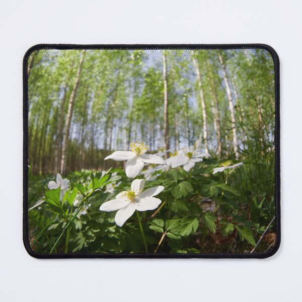 Item preview, Wood Anemone forest 2024 2 designed and sold by Jouko Lehto Photography.