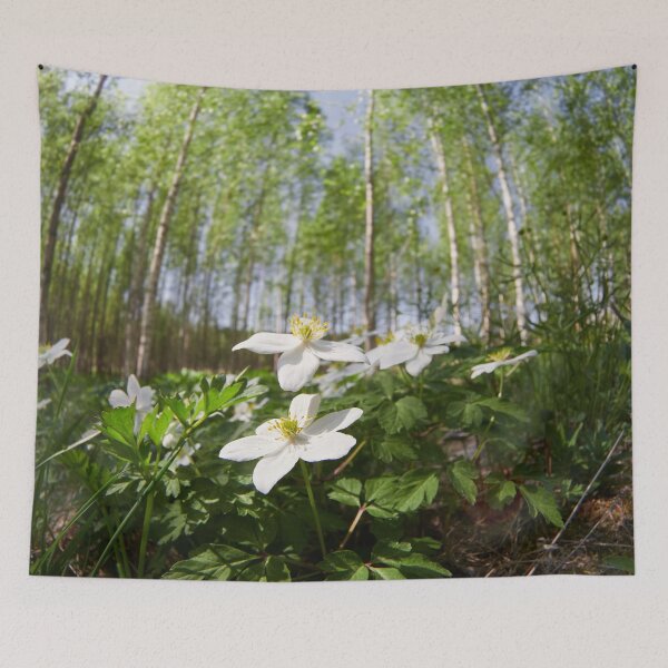 Item preview, Wood Anemone forest 2024 2 designed and sold by Jouko Lehto Photography.