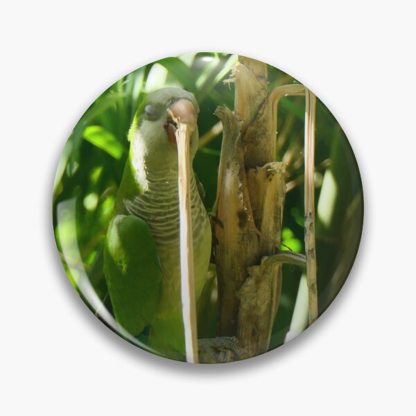 Item preview, Monk parakeet on a palm tree designed and sold by ChicVoyagePics.
