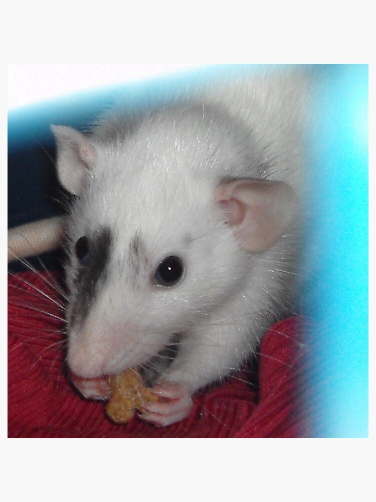 Thumbnail 3 of 3, Sticker, Merlin the rat designed and sold by lham.