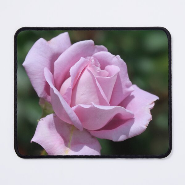Item preview, Purple rose on nature background designed and sold by olena2552.