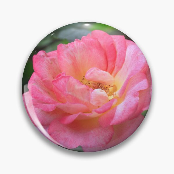 Item preview, Pink rose on nature background designed and sold by olena2552.