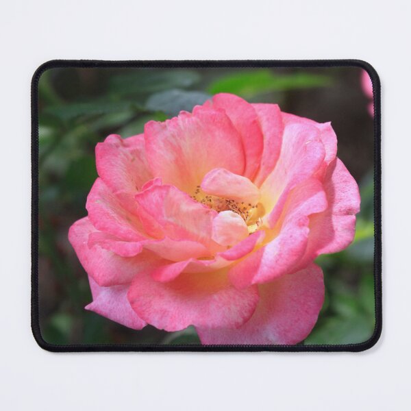 Item preview, Pink rose on nature background designed and sold by olena2552.