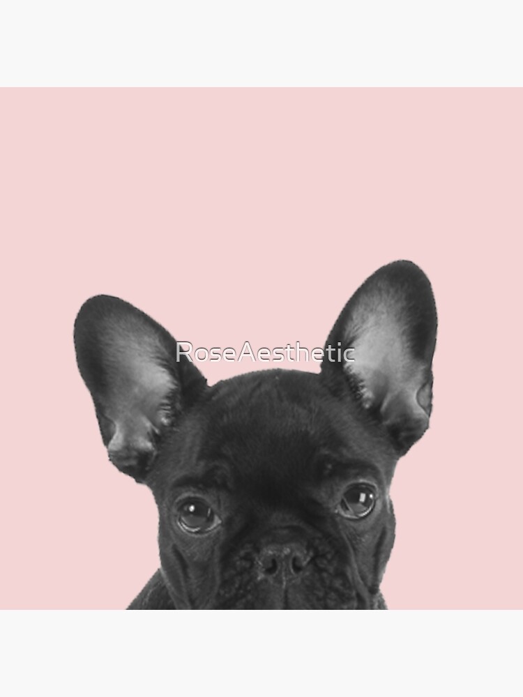 Blush pink Frenchie pop by RoseAesthetic