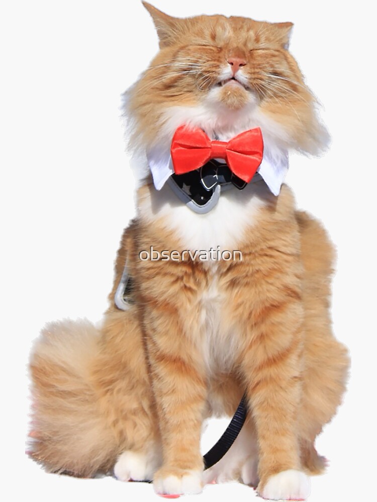 orange cat bow tie