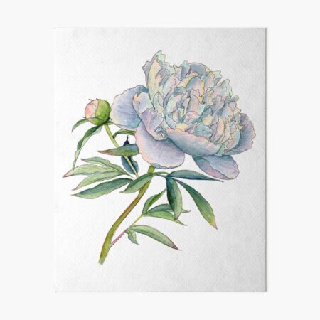 Peony in watercolor and ink by farrahdelle Art Board Print