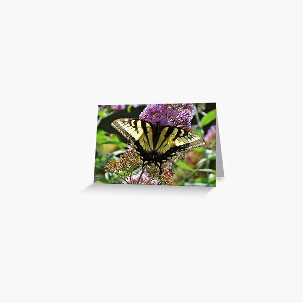 Tiger Swallowtail Butterfly Greeting Card