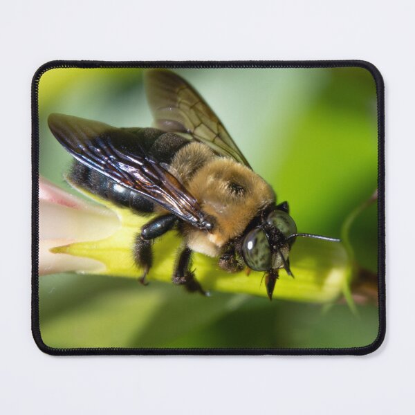 Item preview, Bee Closeup designed and sold by migrainewar7.