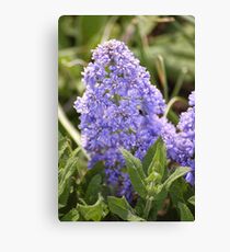 Purple flowers Canvas Print