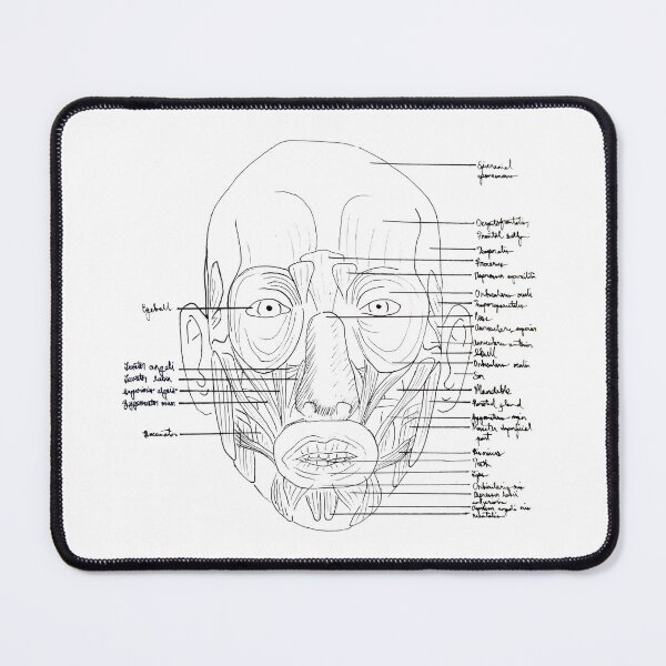 Item preview, Face Anatomy designed and sold by LeifEricsonArt.