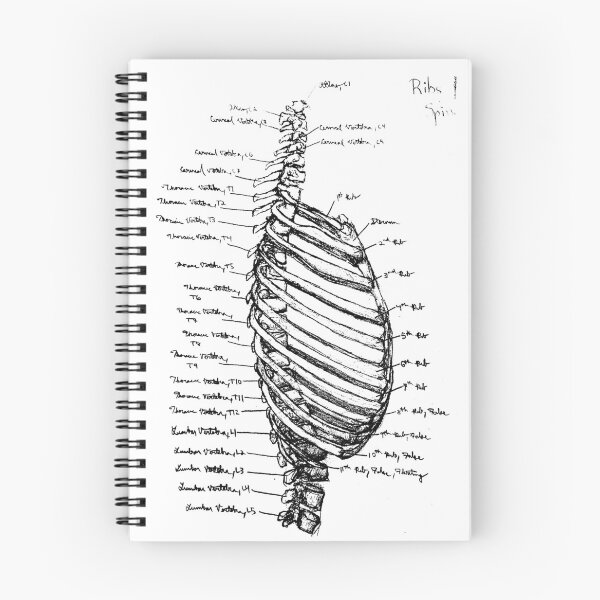 Item preview, Rib Anatomy designed and sold by LeifEricsonArt.