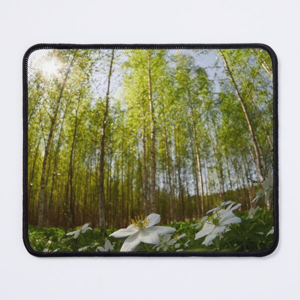 Item preview, High sky and sun. Wood Anemone designed and sold by Jouko Lehto Photography.