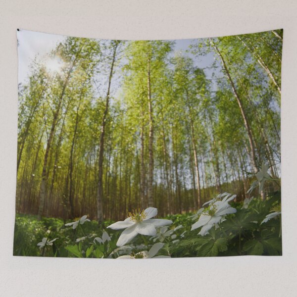 Item preview, High sky and sun. Wood Anemone designed and sold by Jouko Lehto Photography.
