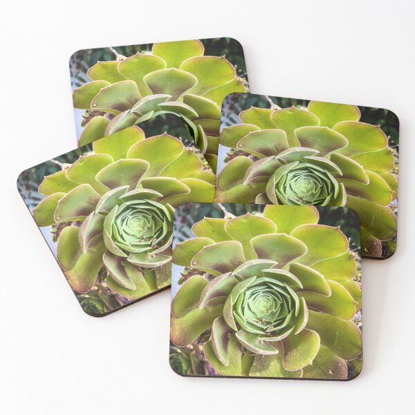 Item preview, Aeonium in the Garden designed and sold by Douglas E. Welch Design and Photography.