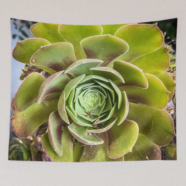 Item preview, Aeonium in the Garden designed and sold by Douglas E. Welch Design and Photography.
