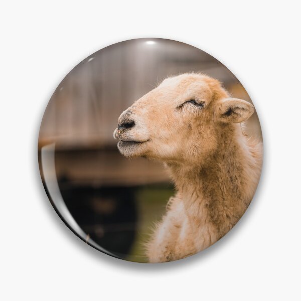 Item preview, Wooly Contentment designed and sold by Jim Love.