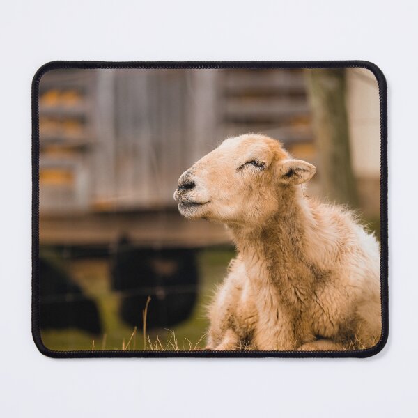 Item preview, Wooly Contentment designed and sold by Jim Love.