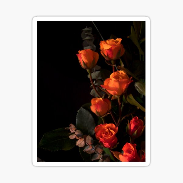 Orange Rose Belle Noir Large 1644 Sticker
