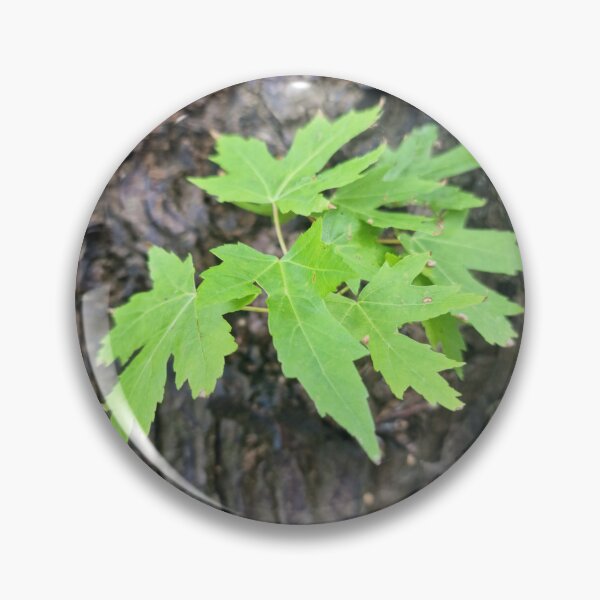 Item preview, Fresh Leaves on the Trunk - Silver Maple designed and sold by Gaboro.