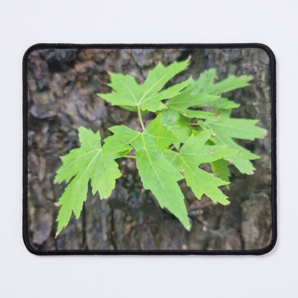 Item preview, Fresh Leaves on the Trunk - Silver Maple designed and sold by Gaboro.