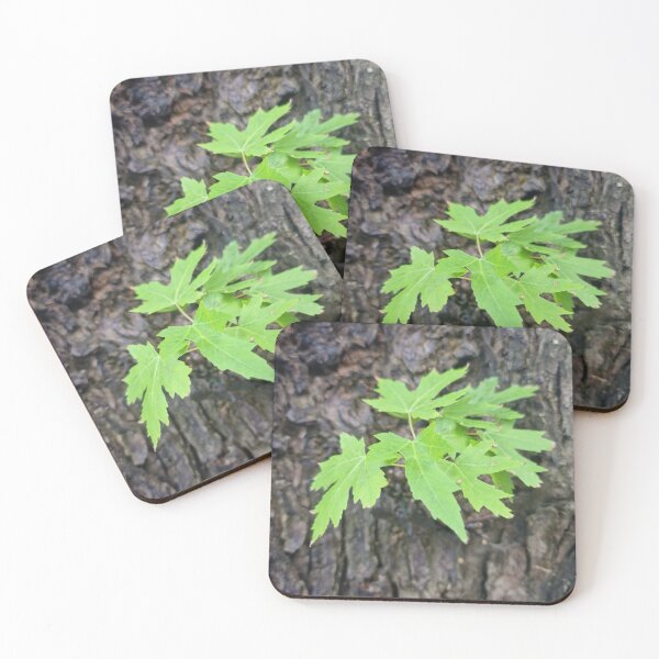 Item preview, Fresh Leaves on the Trunk - Silver Maple designed and sold by Gaboro.