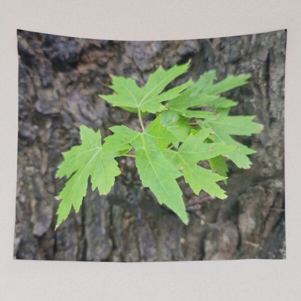 Item preview, Fresh Leaves on the Trunk - Silver Maple designed and sold by Gaboro.