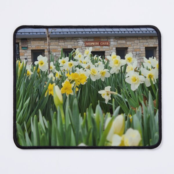 Item preview, Spring Daffodils in Minnesota designed and sold by WinterRisks.