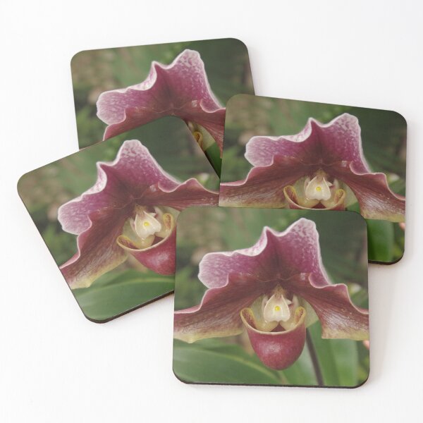 Item preview, Slipper Orchid - Cypripedioideae - In Whangarei, New Zealand designed and sold by lezvee.