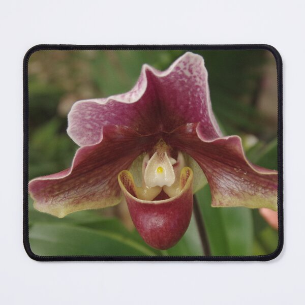 Item preview, Slipper Orchid - Cypripedioideae - In Whangarei, New Zealand designed and sold by lezvee.