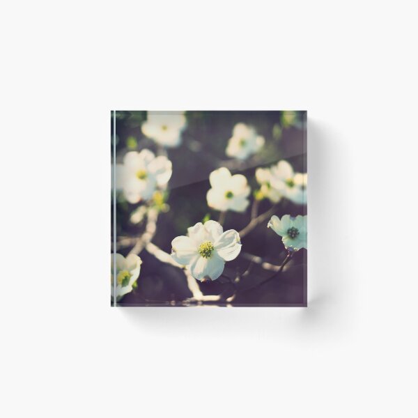 Item preview, Dogwood flower tree photo print designed and sold by CozyKTCat.
