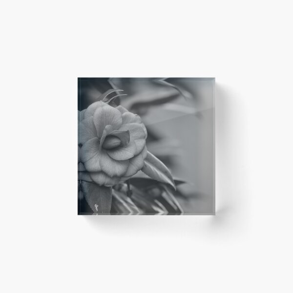 Item preview, Camelia flower black and white floral print designed and sold by CozyKTCat.