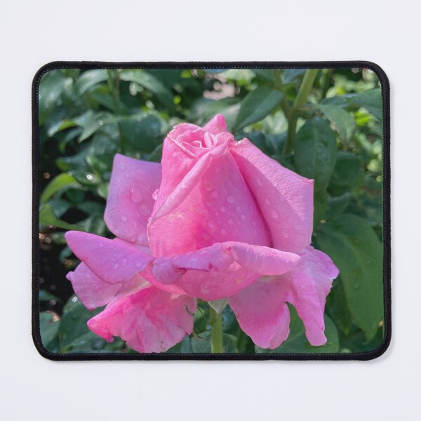 Item preview, Pink rose  designed and sold by Shyenne  Moran.