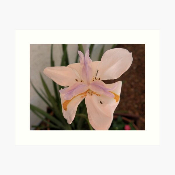 IRIS Art Print