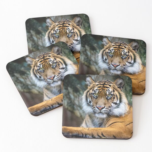 Item preview, The Piercing Stare of a Tiger designed and sold by Donna Cameron-Prosser.