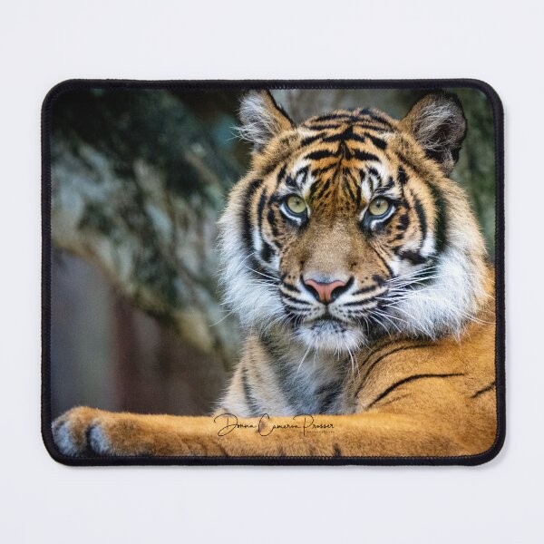 Item preview, The Piercing Stare of a Tiger designed and sold by Donna Cameron-Prosser.