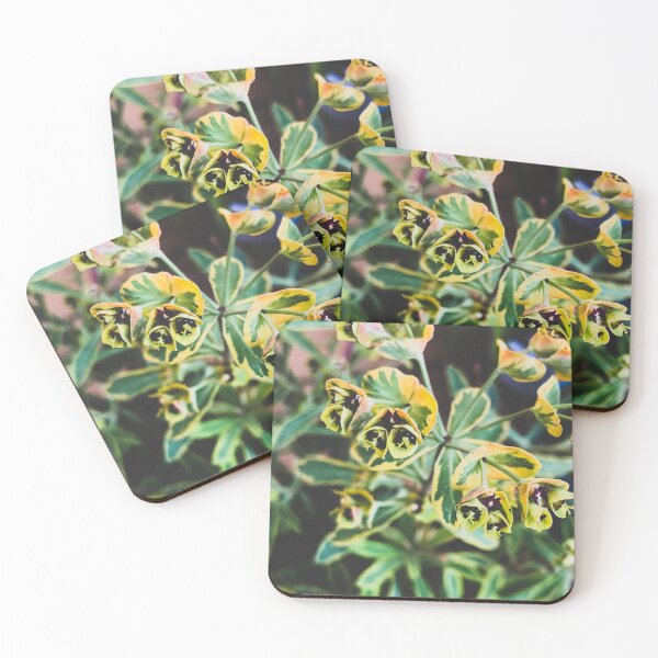 Item preview, Rainbow Euphorbia designed and sold by abramichellemorris.