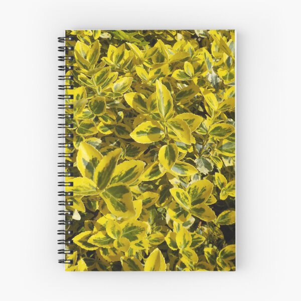 Item preview, Golden Euonymus In My Garden - Devon UK designed and sold by lezvee.