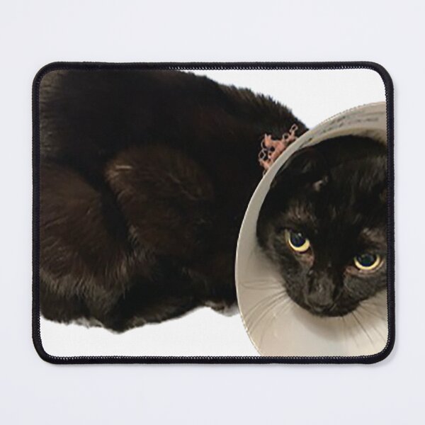 Item preview, Black cat cone of shame designed and sold by observation.