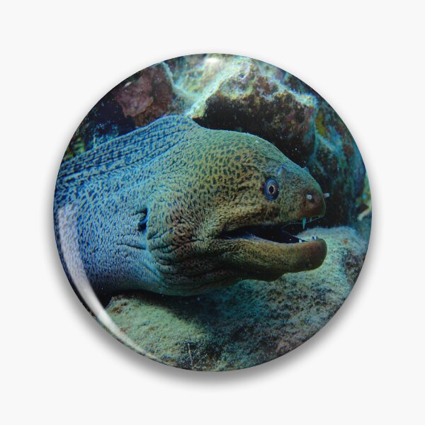Item preview, Giant Moray in Vibrant Coral Reef Marsa Alam Red Sea Egypt designed and sold by Ahmed ElMekawy.