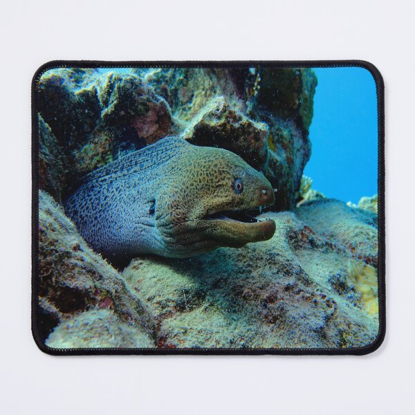 Item preview, Giant Moray in Vibrant Coral Reef Marsa Alam Red Sea Egypt designed and sold by Ahmed ElMekawy.
