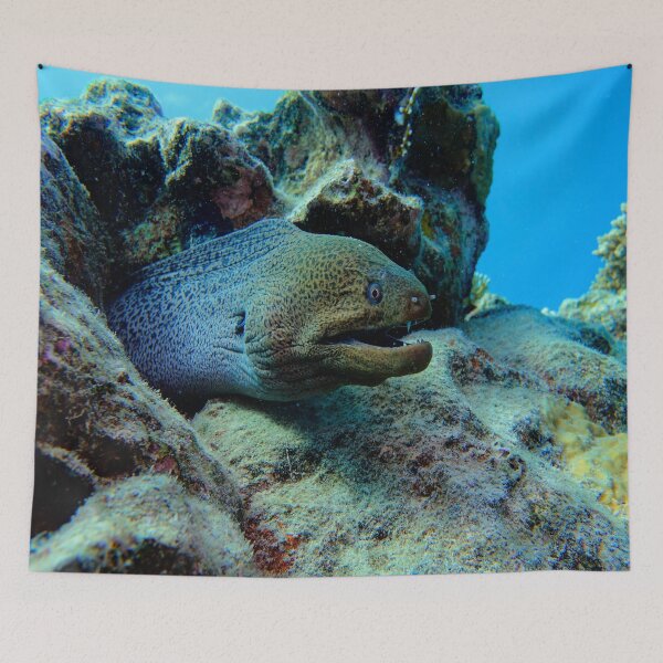 Item preview, Giant Moray in Vibrant Coral Reef Marsa Alam Red Sea Egypt designed and sold by Ahmed ElMekawy.