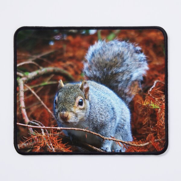 Item preview, Gray Squirrel Feeling Watched designed and sold by KaSaPo.
