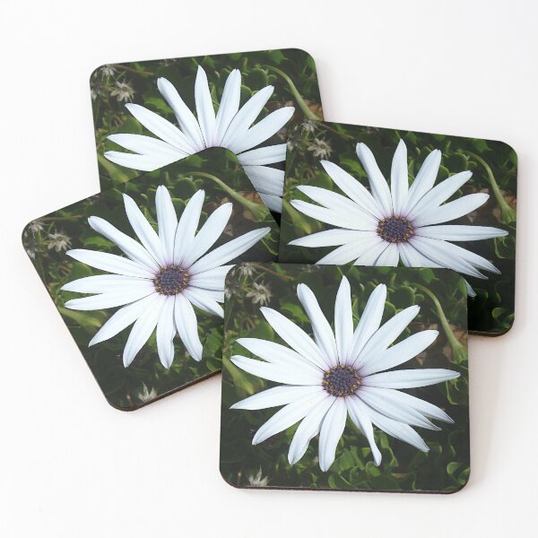 Item preview, White Cape Daisy in Bicheno designed and sold by KaSaPo.