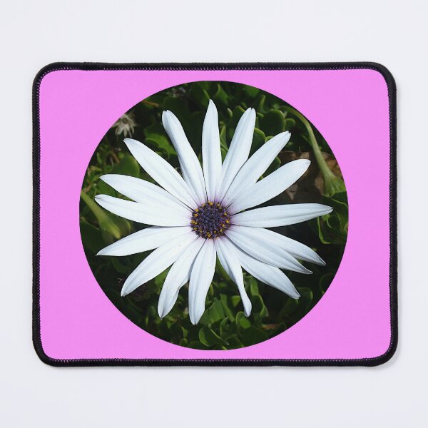 Item preview, White Cape Daisy in Bicheno designed and sold by KaSaPo.